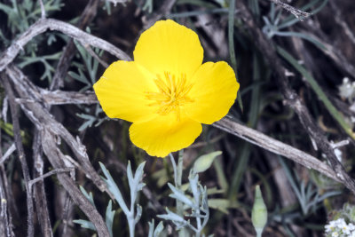 Gold Poppy (Eschscholzia parishii)