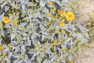 Bittlebush  (Encelia farinosa)