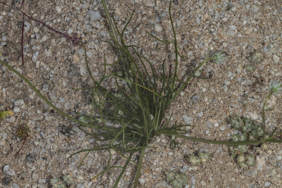 Desert Dandelion (Malacothrix californica)