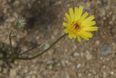 Desert Dandelion (Malacothrix californica)