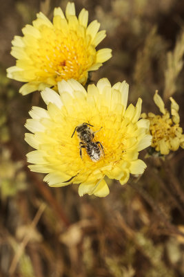 Desert Dandelion (Malacothrix californica)