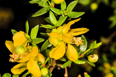 Creosote Bush (Larrea tridentata)