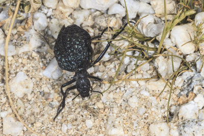 Inflated Beetle (Cysteodemus armatus)