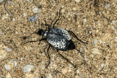 Inflated Blister Beetle (Cysteodemus armatus)
