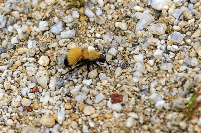 Velvet Ant (Dasymutilla sp)