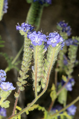 Wild Heliotrope (Phaclia distans)