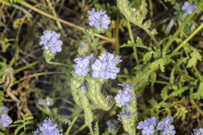 Wild Heliotrope (Phaclia distans)