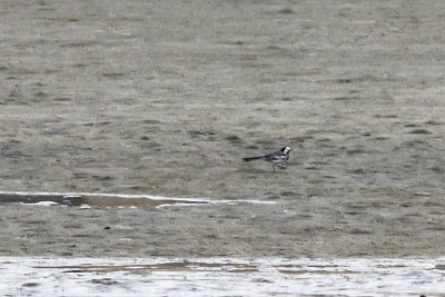 White Wagtail