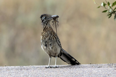 Greater Roadrunner