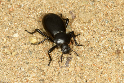 Stink Beetle (Coelocnemis sp.)