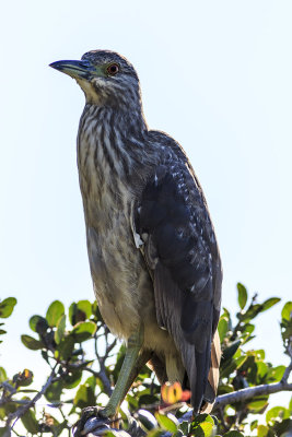 Black-crowned Night Heron