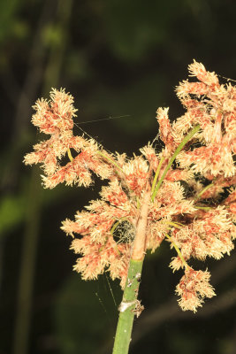 California Bulrush  (Schoenoplectus californicus)