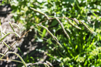 Dallis Grass (Paspalum dilatatum)
