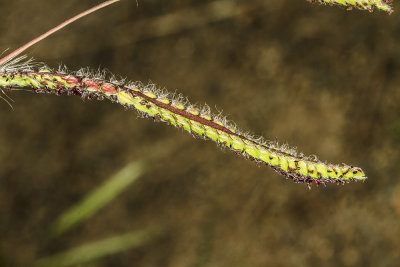 Dallis Grass (Paspalum dilatatum)