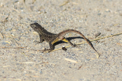 Western Fence Lizard