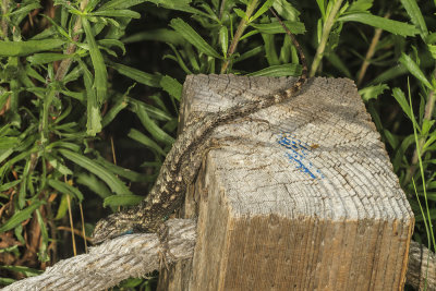 Western Fence Lizard