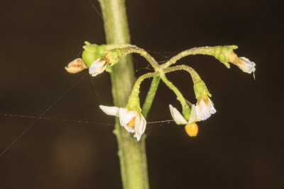 White Nightshade (Solanum douglasii)