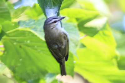 Red-eyed Vireo