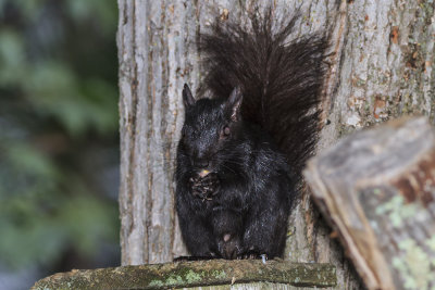 Eastern Gray Squirrel - Melanistic