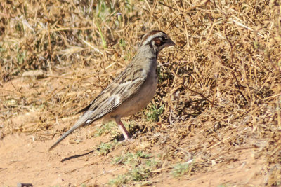 American Lark Sparrow