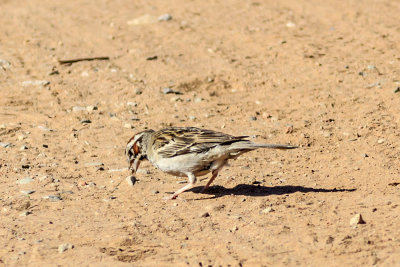 American Lark Sparrow