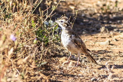 American Lark Sparrow