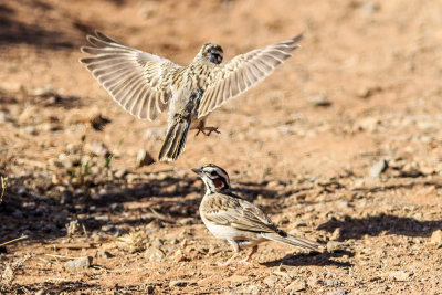 American Lark Sparrow