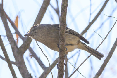 Hutton's Vireo