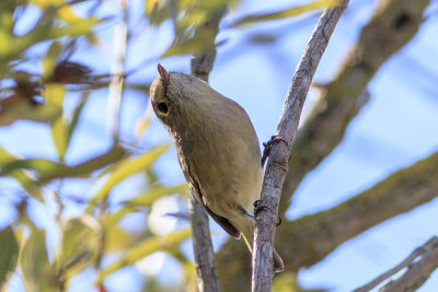 Hutton's Vireo