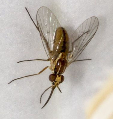 Bee Fly (Neacreotrichus sp.)
