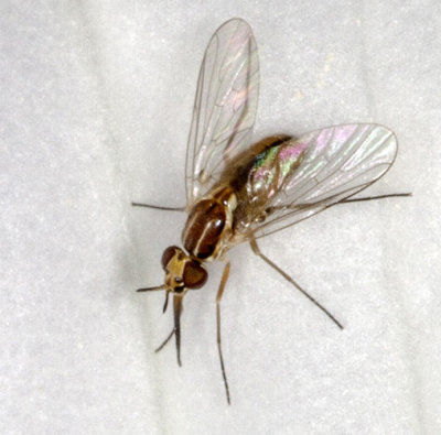 Bee Fly (Neacreotrichus sp.)