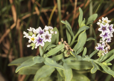 Salt Heliotrope (Heliotropium crasssavicum)