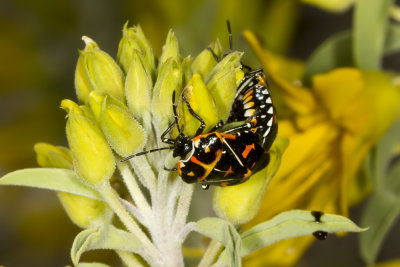 Harlequin bug  (Murgantia histrionica)