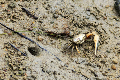 Fiddler Crabs (Unca crenulata)
