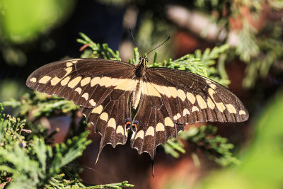 Giant Swallowtail (Papilio cresphontes)