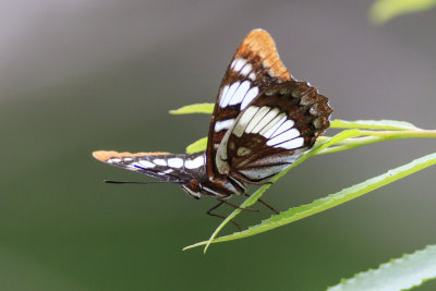 Lorquin's Admiral (Limenitis lorquini</em)