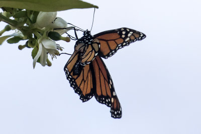 Monarch (Danaus plexippus)