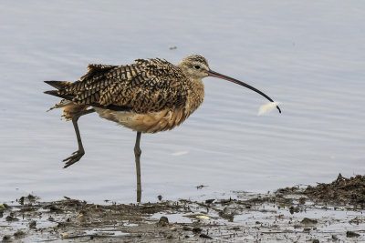 Long-billed Curlew