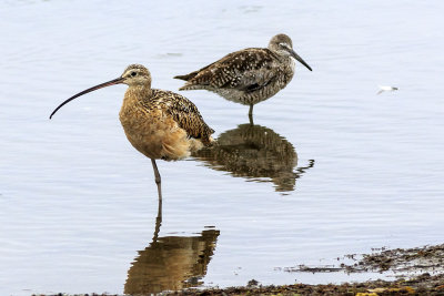 Long-billed Curlew