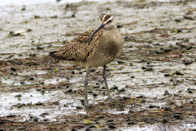 Whimbrel