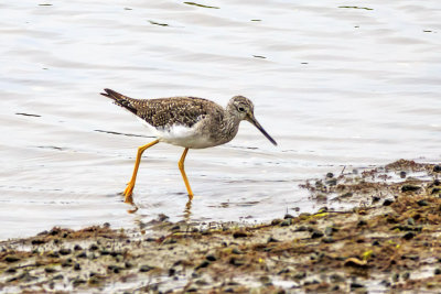 Lesser Yellowlegs