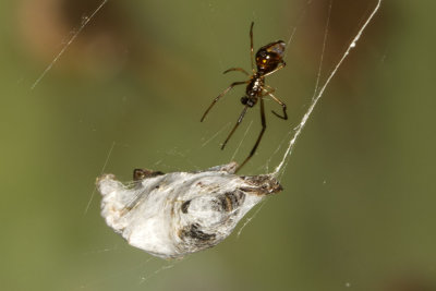 Dewdrop Spider (ArgyrodesSps)