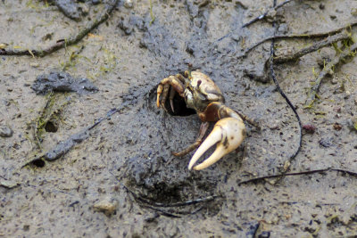 Fiddler Crabs (Unca crenulata)