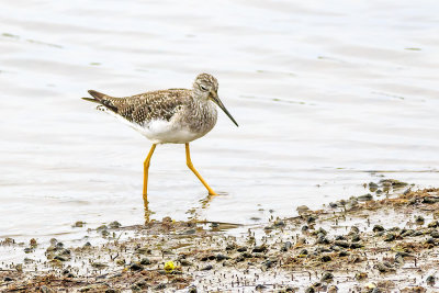 Lesser Yellowlegs