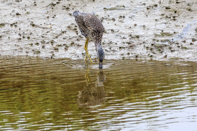 Lesser Yellowlegs