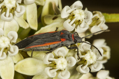  Small Milkweed Bug (Lygaeus kalmii)