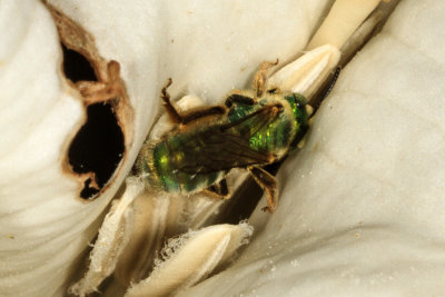 Green Metallic Bee (Agapostemon sp.)