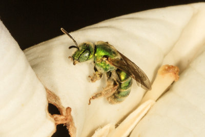 Green Metallic Bee (Agapostemon sp.)