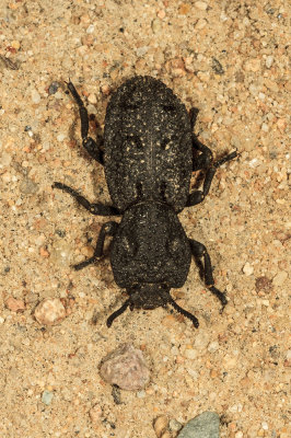 Diabolical Iron-clad Beetle (Phloeodes diabolicum)