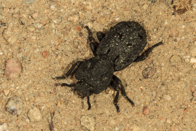 Diabolical Iron-clad Beetle (Phloeodes diabolicum)